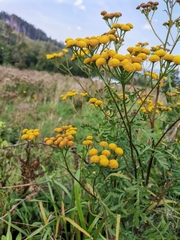 Tanacetum vulgare