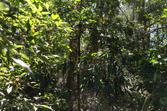 Planchonella chartacea