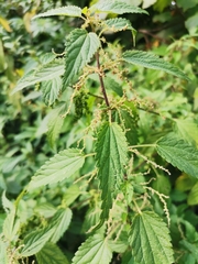 Urtica dioica