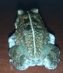 Sclerophrys pusilla