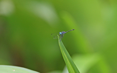 Dythemis nigra