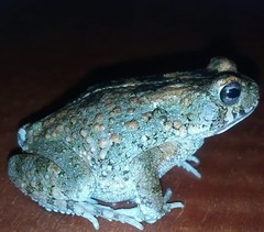 Sclerophrys pusilla