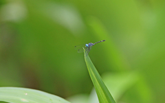 Dythemis nigra
