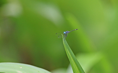 Dythemis nigra