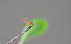 Perithemis lais