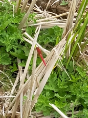 Crocothemis servilia