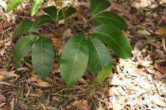 Melicope elleryana
