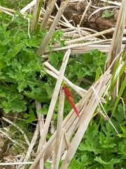 Crocothemis servilia