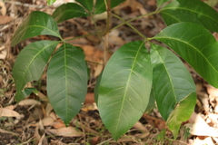 Melicope elleryana