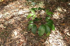 Melicope elleryana