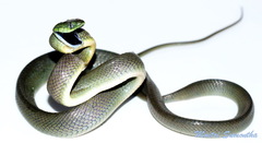 Boiga cyanea