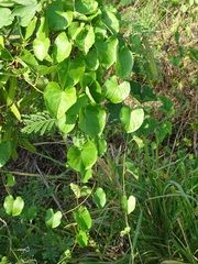 Ipomoea anisomeres, photograph (c) Alexis López Hernández, some rights reserved (CC BY)