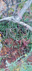 Curio radicans