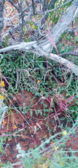 Curio radicans