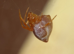 Dolichognatha