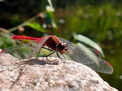 Sympetrum eroticum eroticum