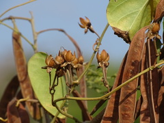 Ipomoea anisomeres