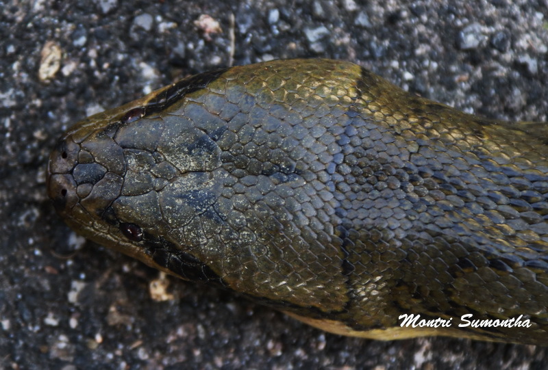 Martaban Water Snake