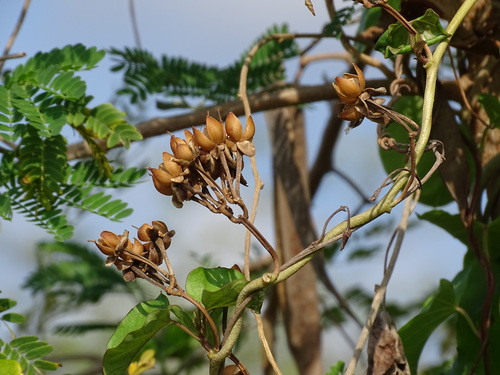 Ipomoea anisomeres, photograph 3