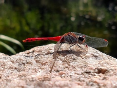Sympetrum eroticum eroticum