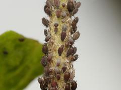 Aphis hederae