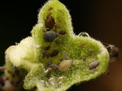 Aphis hederae