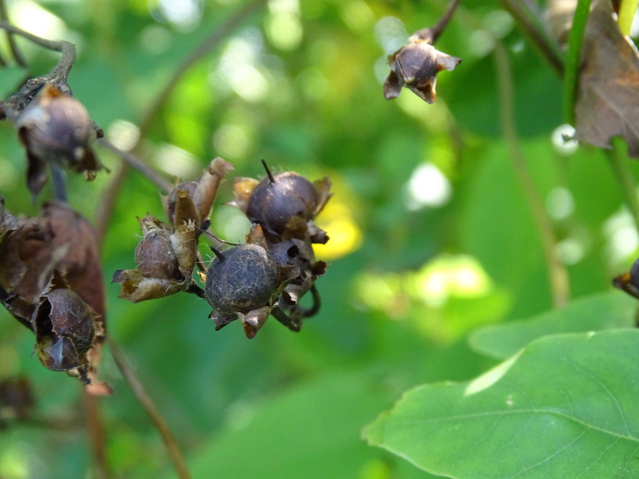 Batata - Ipomoea batatas (Cuidado, Características, Simbolismo, Imágenes,  Comestible), image size:2048x1536