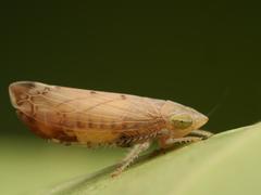 Synophropsis lauri