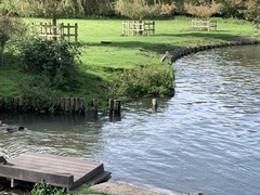 Ardea cinerea
