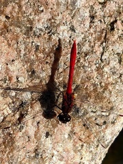Sympetrum eroticum eroticum