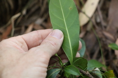 Coelospermum paniculatum