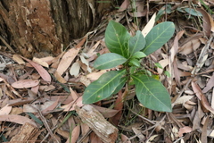 Coelospermum paniculatum