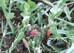 Pyrrhocoris apterus