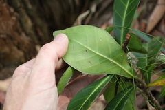 Coelospermum paniculatum