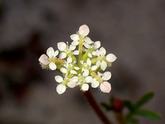 Trachymene