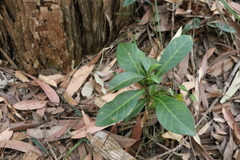 Coelospermum paniculatum
