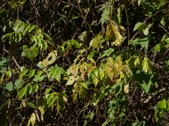 Hibiscus hispidissimus