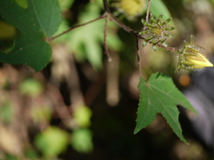 Hibiscus hispidissimus