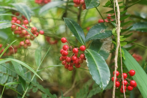 Ardisia crenata image