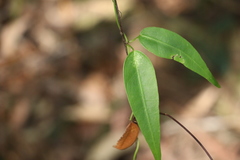 Leichhardtia fraseri