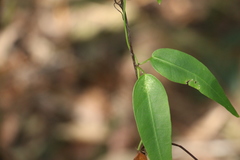 Leichhardtia fraseri