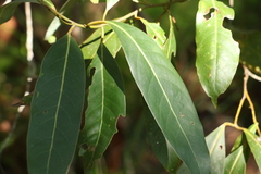 Cryptocarya glaucescens