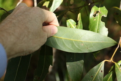 Cryptocarya glaucescens