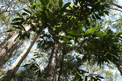 Cryptocarya glaucescens