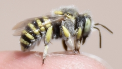 Anthidium rodecki