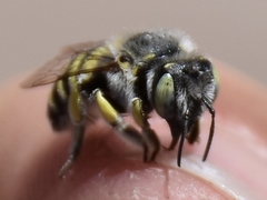 Anthidium rodecki