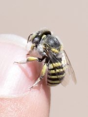 Anthidium rodecki
