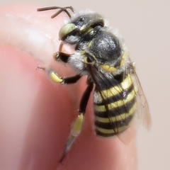 Anthidium rodecki