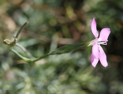 Dianthus ciliatus