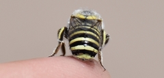 Anthidium rodecki